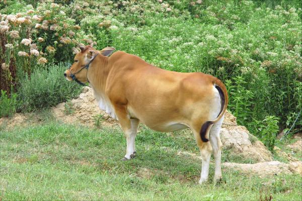 黃牛養殖技術視頻