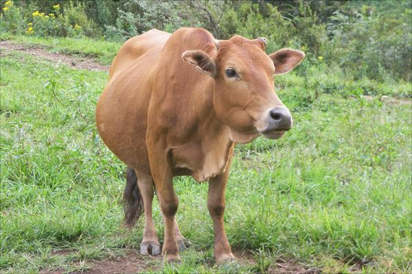 黃牛養殖技術視頻