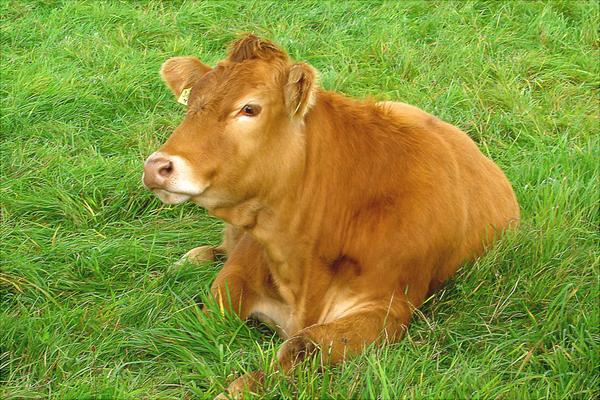 黃牛養殖技術視頻