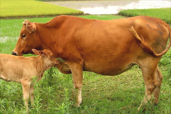 黃牛養殖技術視頻