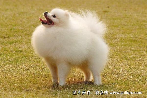 博美犬價格多少錢一只？