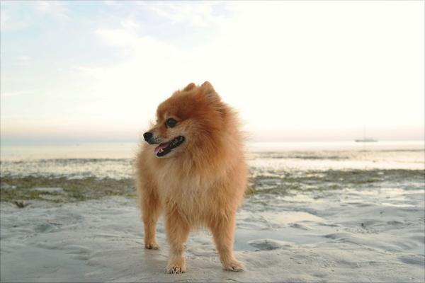 博美犬價(jià)格多少錢一只？