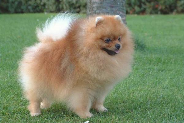 博美犬價(jià)格多少錢一只？