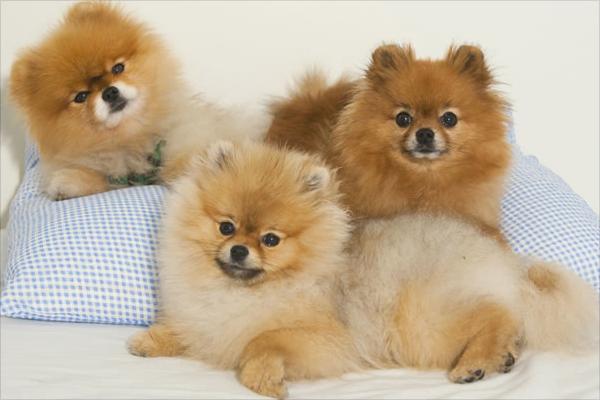 博美犬價(jià)格多少錢一只？