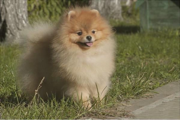 博美犬價(jià)格多少錢一只？