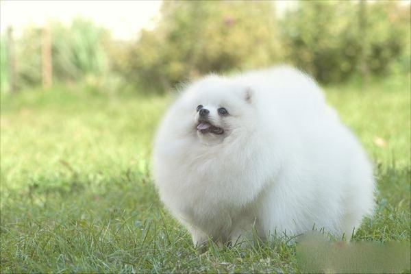 博美犬價(jià)格多少錢一只？