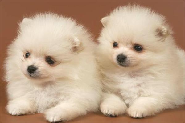 博美犬價(jià)格多少錢一只？