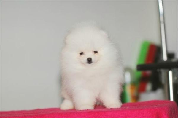 博美犬價(jià)格多少錢一只？