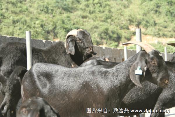 努比亞山羊多少錢一只？