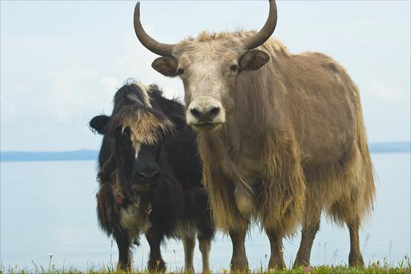 水牛和黃牛區別是什么?