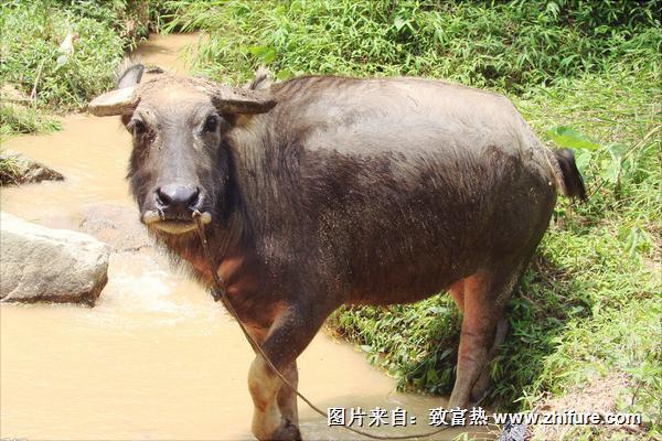 水牛和黃牛區別是什么?