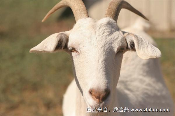 山羊價格多少錢一斤？