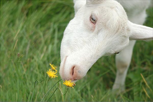山羊價格多少錢一斤?