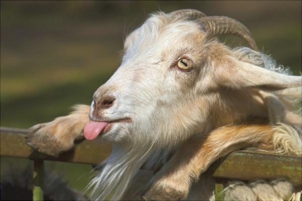 山羊價格多少錢一斤?