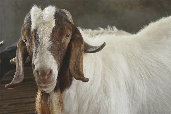 山羊價格多少錢一斤?