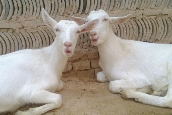 山羊價格多少錢一斤?