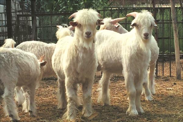 山羊價格多少錢一斤?