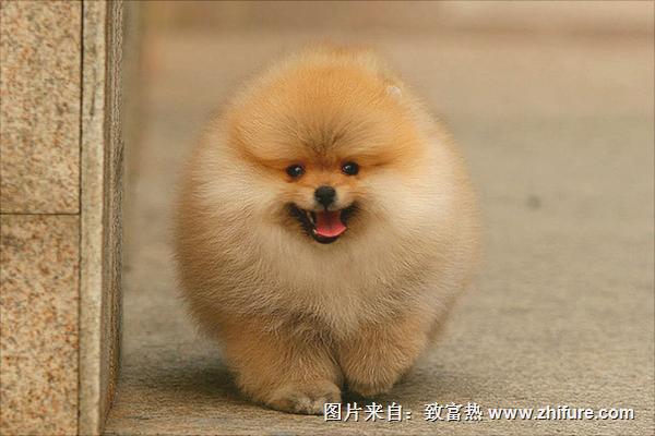 博美犬圖片大全