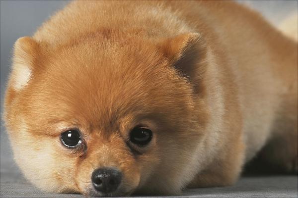 博美犬圖片大全