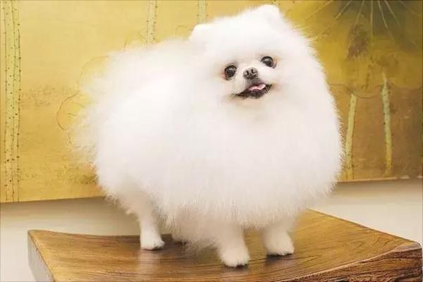 博美犬圖片大全