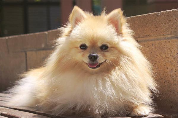 博美犬圖片大全