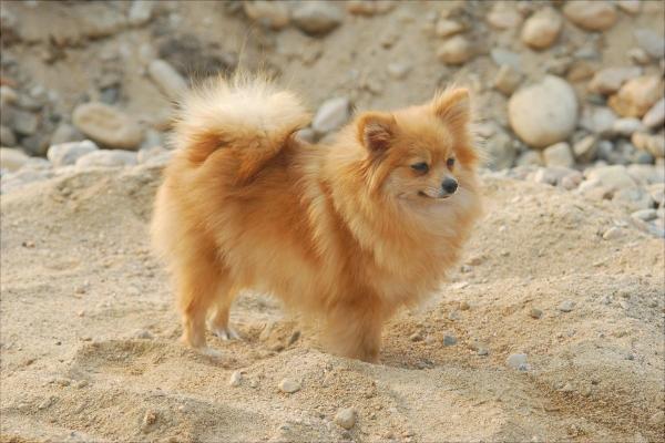 博美犬圖片大全