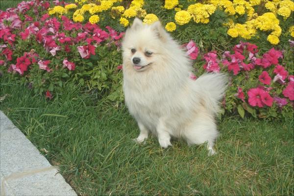 博美犬圖片大全