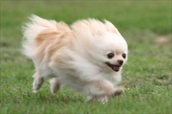 博美犬圖片大全