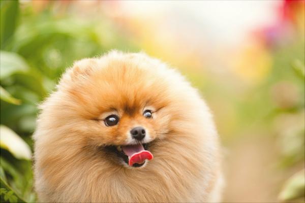 博美犬圖片大全