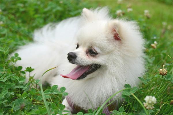 博美犬圖片大全