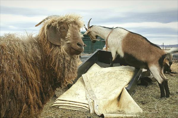 山羊和綿羊的區別是什么?