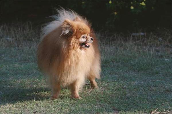 博美犬圖片大全