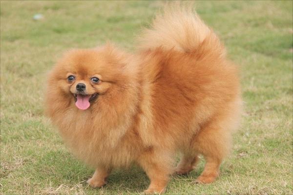 博美犬圖片大全