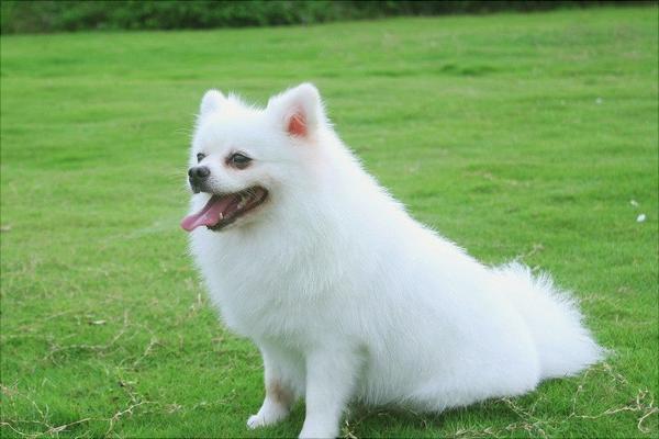 博美犬圖片大全