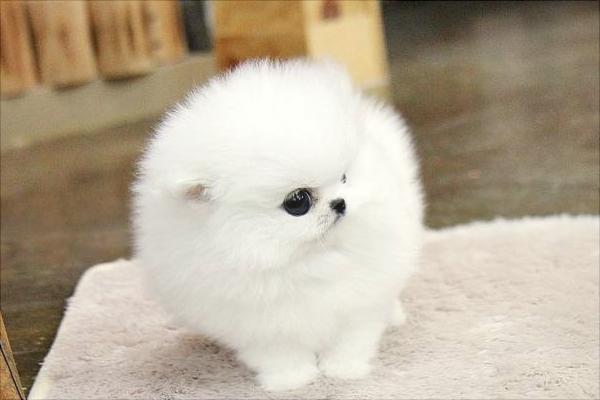 博美犬圖片大全