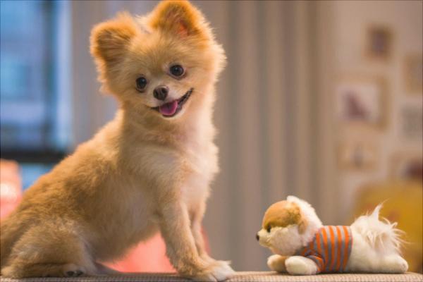 博美犬圖片大全