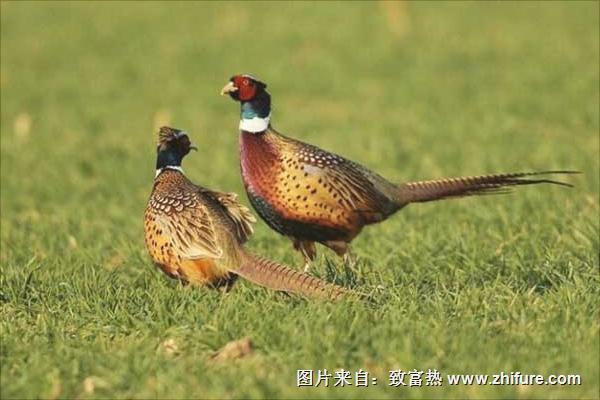 七彩山雞雞苗價格是多少？