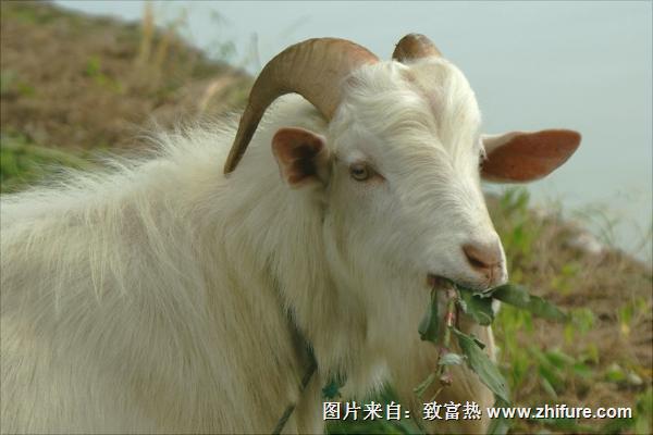 長胡子的山羊是母羊還是公羊？