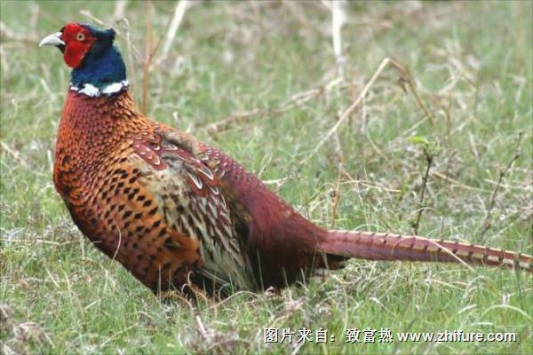 山雞圖片大全