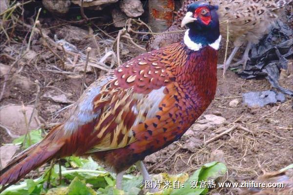 山雞圖片大全