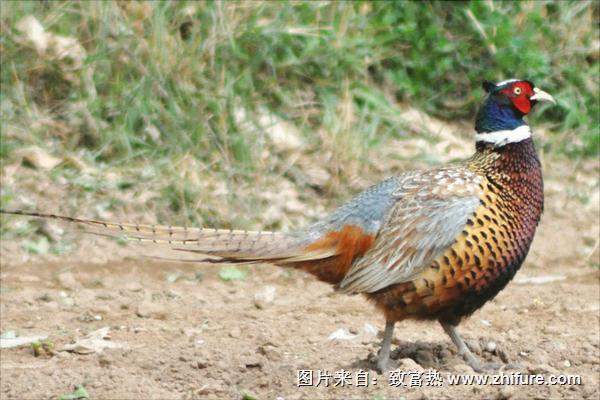 七彩山雞養殖技術