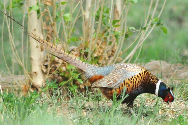 七彩山雞養殖技術