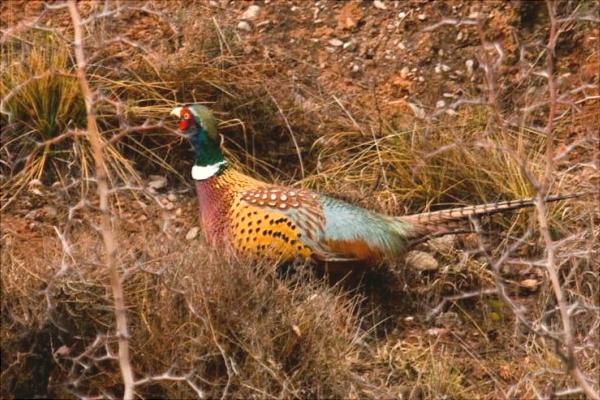 七彩山雞養殖技術