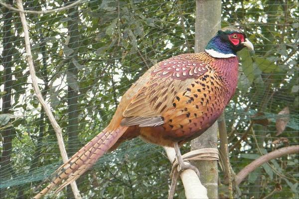 七彩山雞養殖技術