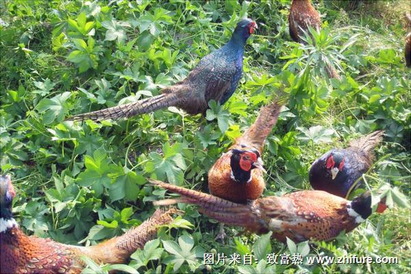 養殖山雞要投資多少？