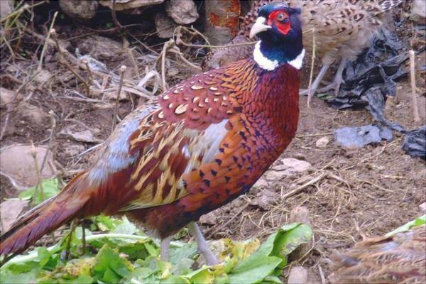 養殖山雞要投資多少?