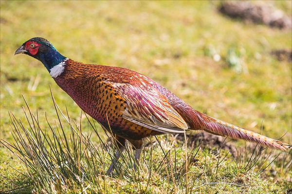養殖山雞要投資多少?