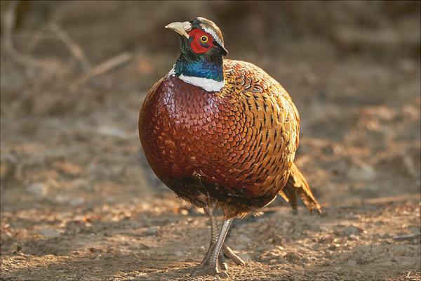 養殖山雞要投資多少?