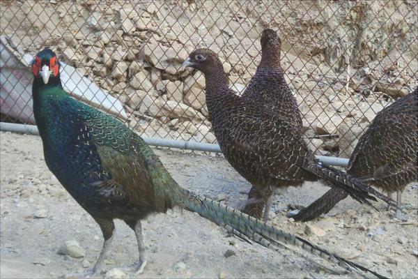 養殖山雞要投資多少?