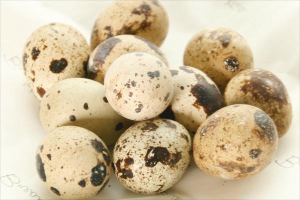 鵪鶉蛋價格多少錢一斤？